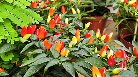 ��ҳ| 918�����ü����й��ٷ���վ