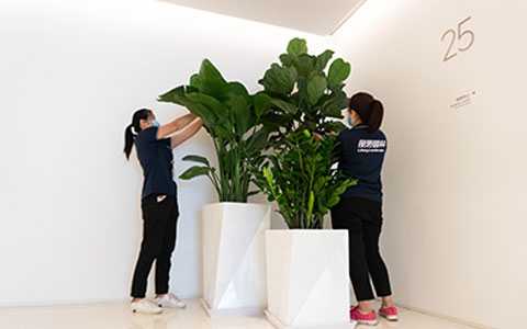 918������԰�֣��ʺϰڷŰ칫�ҵ���ɫֲ��