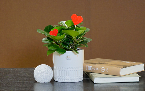 ��ҳ| 918�����ü����й��ٷ���վ