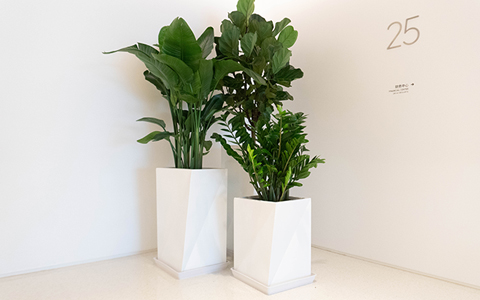 �̻������ô���ֵ��ר�������ػ�����ֲ�ﻨ��