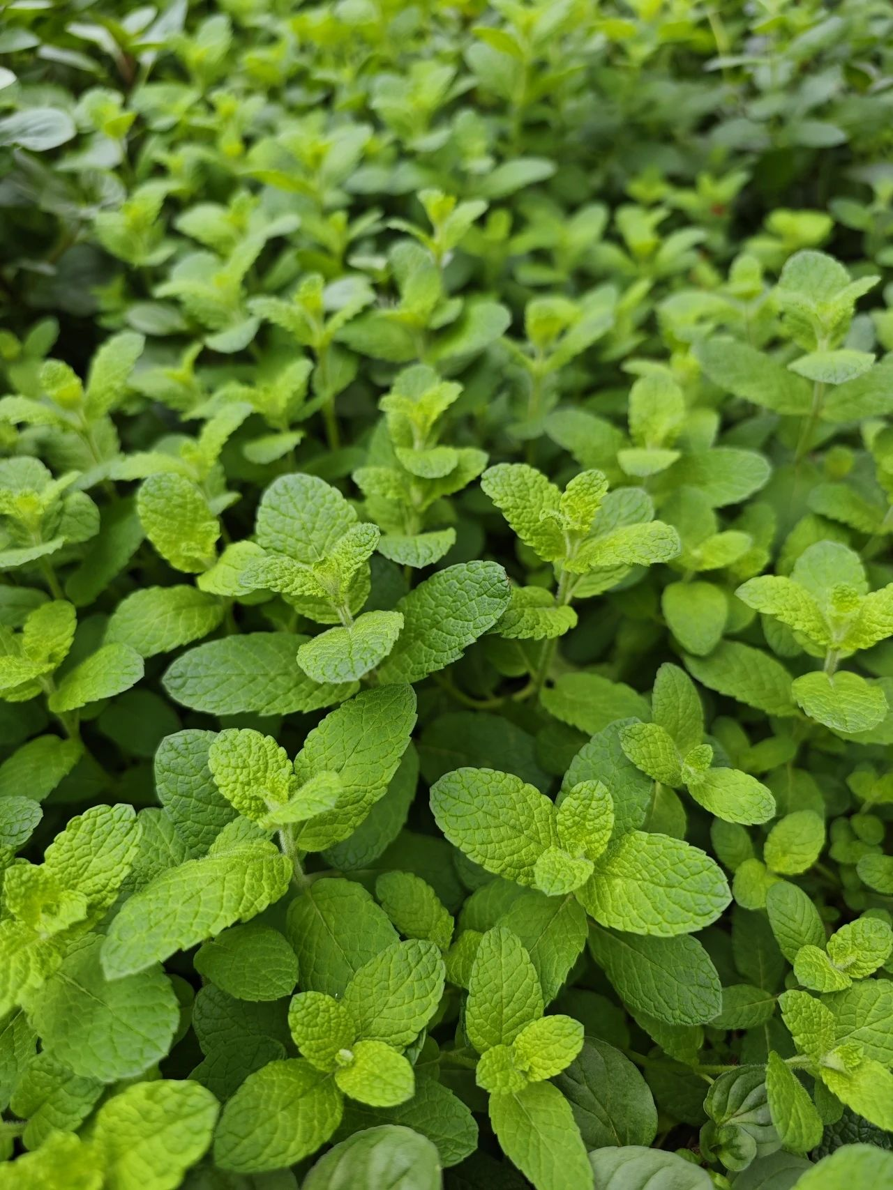 ��ҳ| 918�����ü����й��ٷ���վ